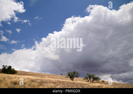 Die Wolken bewegen sich über die Wiesen in der Nähe von Gardner Canyon der Santa Rita Mountains, Coronado National Forest, im Norden von Sonoita, Arizona, USA. Stockfoto