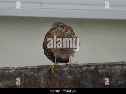 Wilde weibliche Eurasian Sparrowhawk, Accipter Nisus, stand an der Wand, Lancashire, Großbritannien Stockfoto