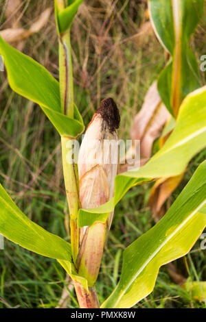 Sonnengereiften Maiskolben im Maisfeld kurz vor der Ernte. Stockfoto