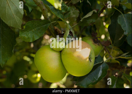 Bald verworfen werden, ein Trio von Bramley Äpfel mit ein Nachzuegler auf Nicht entwickelt, die von zwei üppigen großen Früchte getragen werden, Malus Domestica Stockfoto