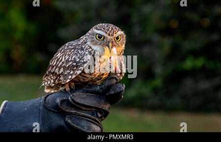 Grabende Eule, {Athene cunicularia} thront auf Handler Handschuh mit Huhn Kopf im Schnabel Stockfoto