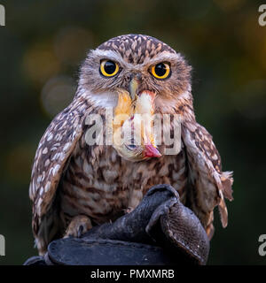 Grabende Eule, {Athene cunicularia} thront auf Handler Handschuh mit Huhn Kopf im Schnabel Stockfoto