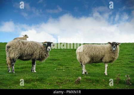 Zwei weibliche erwachsener Schafe, ein swaledale Ewe, zurück über die Schulter schauen. Dies ist eine Gehörnte hardy Rasse, die in den Yorkshire Dales, UK. einen Hügel Schafe Stockfoto