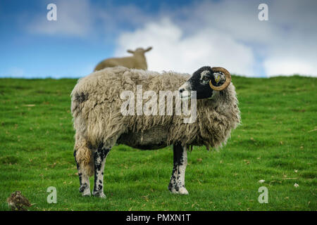 Weibliche erwachsener Schafe, ein swaledale Ewe, zurück über die Schulter schauen. Dies ist eine Gehörnte hardy Rasse, die in den Yorkshire Dales, UK. einen Hügel Schafe Stockfoto