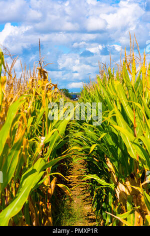 Blick auf einem schmalen Pfad zwischen Zeilen in einem Kornfeld im Spätsommer vor einem blauen Himmel mit Wolken. Stockfoto