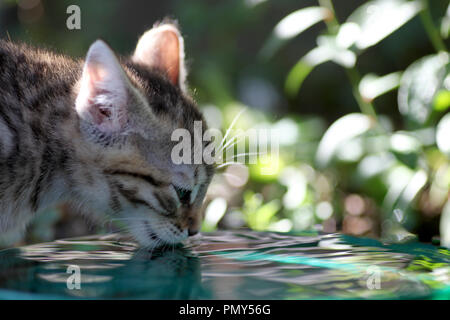 Junge grau weiß Europäisch Kurzhaar Katze spielt im Garten Stockfoto