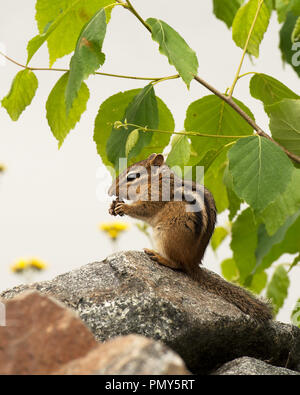 Chipmunk Tiere essen auf einem Felsen mit Laub Hintergrund anzeigen braunes Fell, Schwanz, Kopf, Auge, Ohr, Paw in seiner Umgebung und Umwelt. Stockfoto