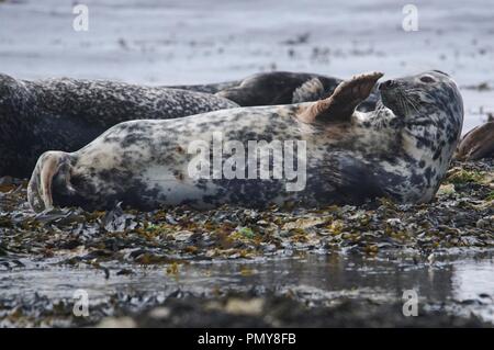Grau Dichtung Winken Stockfoto