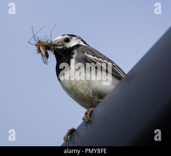 Pied Wagtail mit Mittagessen Stockfoto