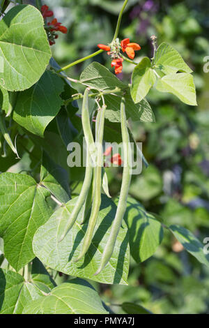 Phaseolus coccineus. Prunkbohne "Firestorm". Stockfoto