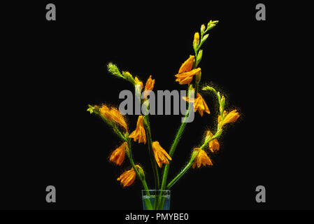 Schön nass orange Lilien in transparenten Vase auf schwarzem Hintergrund Stockfoto