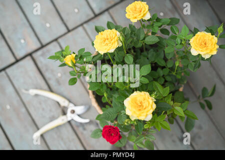 Sommer Frühling Blumen. Farbenfrohe stieg in den Topf an einem sonnigen Tag Stockfoto