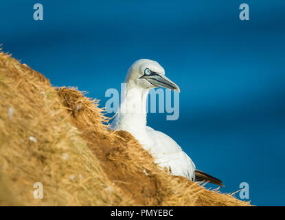 Gannett, single Northern Gannet auf einer Klippe Riff in Bempton, East Yorkshire, Großbritannien. Nach rechts gegen das blaue Meer. Horizontale. Morris bassanus Stockfoto