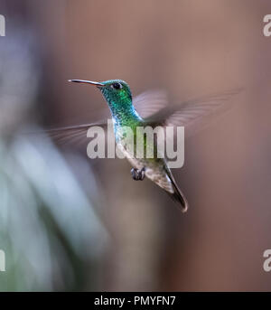 Versicolored Emerald (Amazilia versicolor) Kolibri im Flug. Puerto Iguazu, Misiones, Argentinien Stockfoto