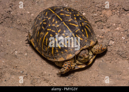 Ein erwachsenes Weibchen Plains Box Turtle (Terrapene ornata Ornata) beim Überqueren einer Straße in Hamilton County, Kansas, USA. Stockfoto
