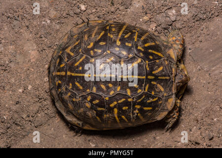Ein erwachsenes Weibchen Plains Box Turtle (Terrapene ornata Ornata) beim Überqueren einer Straße in Hamilton County, Kansas, USA. Stockfoto