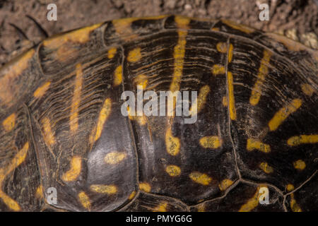 Ein erwachsenes Weibchen Plains Box Turtle (Terrapene ornata Ornata) beim Überqueren einer Straße in Hamilton County, Kansas, USA. Stockfoto