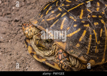 Ein erwachsenes Weibchen Plains Box Turtle (Terrapene ornata Ornata) beim Überqueren einer Straße in Hamilton County, Kansas, USA. Stockfoto