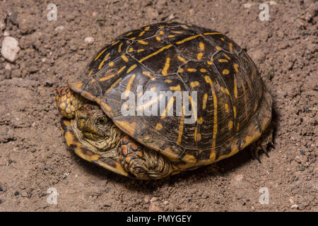 Ein erwachsenes Weibchen Plains Box Turtle (Terrapene ornata Ornata) beim Überqueren einer Straße in Hamilton County, Kansas, USA. Stockfoto