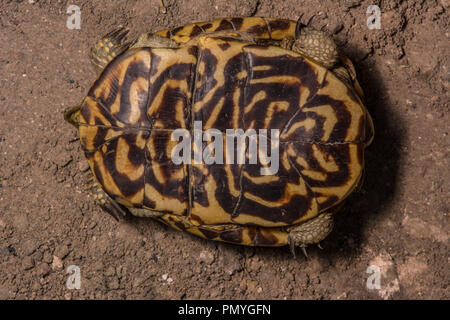 Ein erwachsenes Weibchen Plains Box Turtle (Terrapene ornata Ornata) beim Überqueren einer Straße in Hamilton County, Kansas, USA. Stockfoto