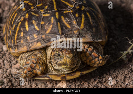 Ein erwachsenes Weibchen Plains Box Turtle (Terrapene ornata Ornata) beim Überqueren einer Straße in Hamilton County, Kansas, USA. Stockfoto