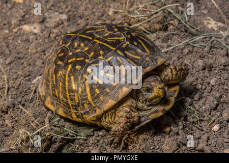 Ein erwachsenes Weibchen Plains Box Turtle (Terrapene ornata Ornata) beim Überqueren einer Straße in Hamilton County, Kansas, USA. Stockfoto