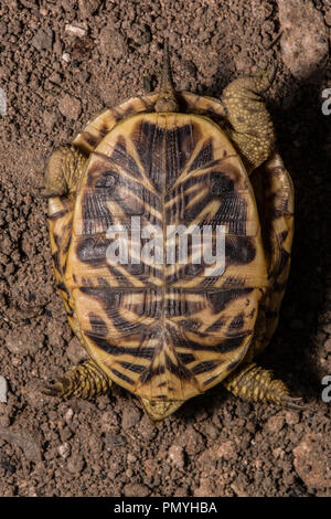 Ein erwachsenes Weibchen Plains Box Turtle (Terrapene ornata Ornata) beim Überqueren einer Straße in Hamilton County, Kansas, USA. Stockfoto