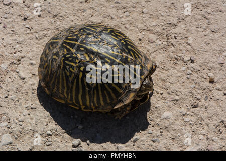 Ein erwachsenes Weibchen Plains Box Turtle (Terrapene ornata Ornata) beim Überqueren einer Straße in Hamilton County, Kansas, USA. Stockfoto