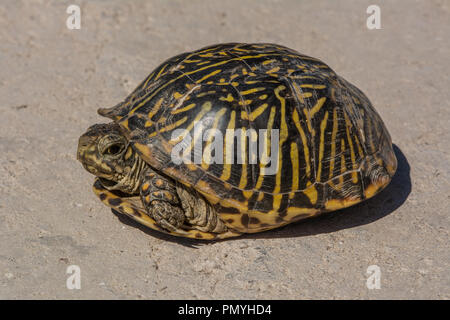 Ein erwachsenes Weibchen Plains Box Turtle (Terrapene ornata Ornata) beim Überqueren einer Straße in Hamilton County, Kansas, USA. Stockfoto