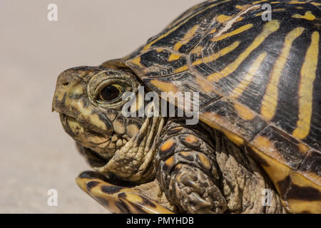 Ein erwachsenes Weibchen Plains Box Turtle (Terrapene ornata Ornata) beim Überqueren einer Straße in Hamilton County, Kansas, USA. Stockfoto
