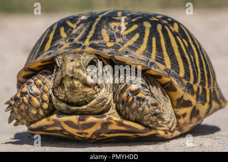 Ein erwachsenes Weibchen Plains Box Turtle (Terrapene ornata Ornata) beim Überqueren einer Straße in Hamilton County, Kansas, USA. Stockfoto