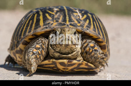 Ein erwachsenes Weibchen Plains Box Turtle (Terrapene ornata Ornata) beim Überqueren einer Straße in Hamilton County, Kansas, USA. Stockfoto