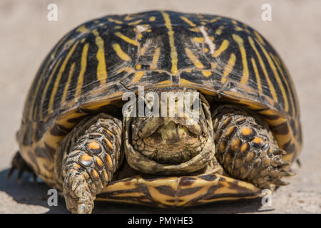 Ein erwachsenes Weibchen Plains Box Turtle (Terrapene ornata Ornata) beim Überqueren einer Straße in Hamilton County, Kansas, USA. Stockfoto