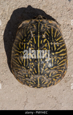 Ein erwachsenes Weibchen Plains Box Turtle (Terrapene ornata Ornata) beim Überqueren einer Straße in Hamilton County, Kansas, USA. Stockfoto