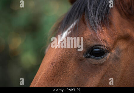 Close-up auf dem Auge eines dunklen braunen Pferd mit einem weißen Fleck auf der Stirn, ein Bild mit selektiven Fokus. Stockfoto