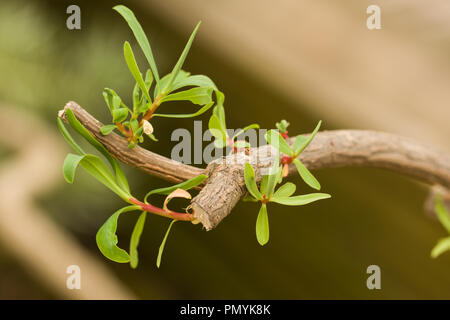 Nahaufnahme auf das Laub von Euphorbia dendroides, eine Pflanze, die für medizinische Zwecke seit der Antike, gesehen in Berlin Botanischer Garten verwendet wird, Stockfoto