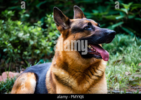 Ein männlicher Deutscher Schäferhund. Stockfoto