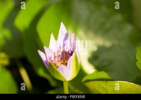 Schließen Sie die Öffnung Blume der Nymphaea colorata, eine Seerose in Afrika. Im Botanischen Garten Berlin, Deutschland, Europa Stockfoto