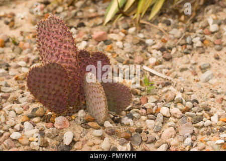 Opuntia polyacantha var. polyacantha, beheimatet in Mexiko. Im Botanischen Garten Berlin, Deutschland, Europa Stockfoto