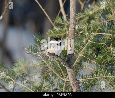 Chickadee Vogel auf einem Zweig mit bokeh Hintergrund in seiner Umgebung und Umwelt Anzeige Federn, schwarzer Deckel Kopf, Augen, Schnabel, Gefieder. Stockfoto