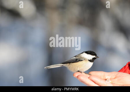 Chickadee Vogel thront auf einer menschlichen Hand mit bokeh Hintergrund in seiner Umgebung und Umwelt Anzeige Federn, schwarzer Deckel Kopf, Augen, Schnabel. Stockfoto