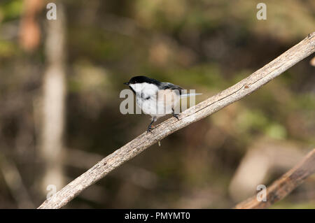 Chickadee Vogel auf einem Zweig mit seiner Umgebung. Stockfoto