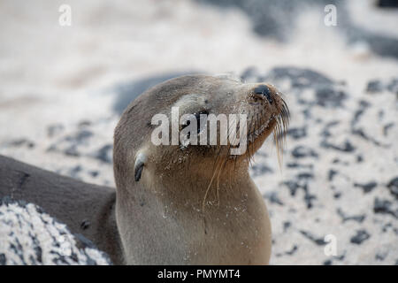 Gefährdete Galapagos Fell Dichtung (arctocephalus galapagoensis) Stockfoto