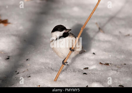 Chickadee Vogel auf einem Zweig im Winter genießen Sie die Umgebung. Stockfoto