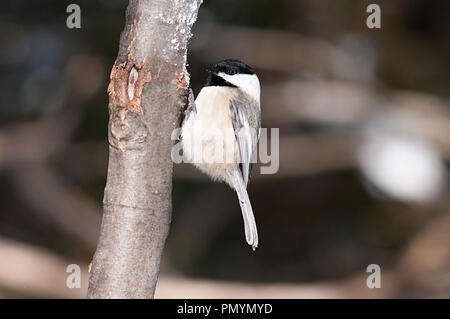 Chickadee Vogel auf einem Baum mit seiner Umgebung. Stockfoto