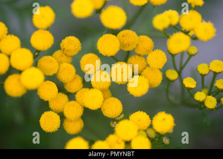 Rainfarn, bitter Tasten, Kuh bitter oder goldene Knöpfe (Tanacetum vulgare) Gelbe blumen Makro Stockfoto