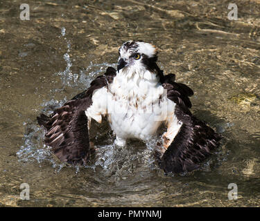 Osprey Vogel im Wasser genießen die Umgebung. Stockfoto