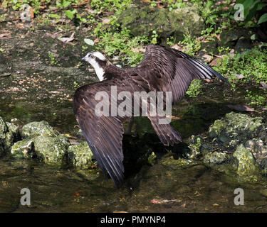 Osprey Vogel mit seiner Umgebung. Stockfoto