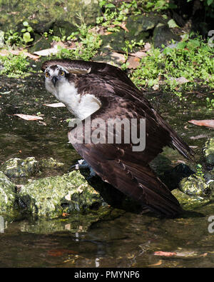 Osprey Vogel mit seiner Umgebung. Stockfoto