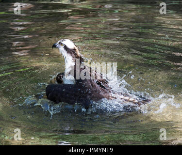 Osprey Vogel im Wasser genießen die Umgebung. Stockfoto